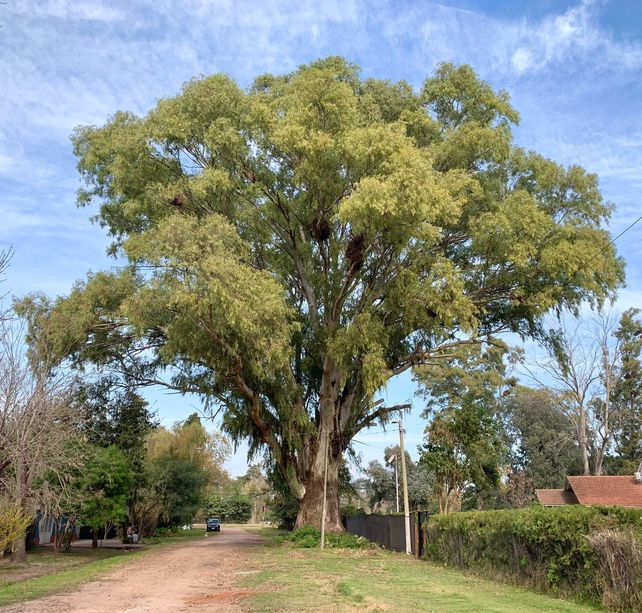 El majestuoso eucalipto de Roldán