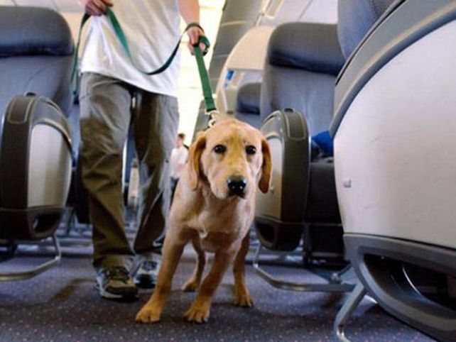 Un avión realizó un aterrizaje de emergencia por un perro que tenía diarrea