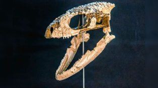 Según los científicos del Conicet, Paleoteius era un pequeño reptil de poco más de 15 centímetros de largo.