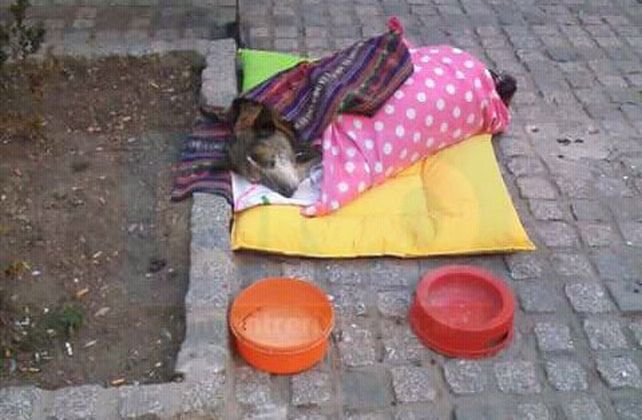 En memoria de Cica, el perrito peregrino que se aquerenció en peatonal San Martín