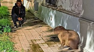 Se procedió al rescate del carpincho que fue trasladado a una veterinaria para realizarle curaciones porque se lo observaba herido