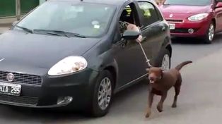 Multaron a una mujer por pasear a su perro atado al auto en Neuquén