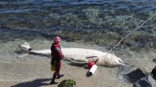 Hallan el cadáver de una ballena de una extraña especie en la costa del Mediterráneo