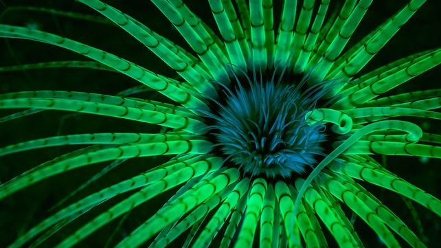 Las mejores fotos de la naturaleza de 2017 premiadas por National Geographic