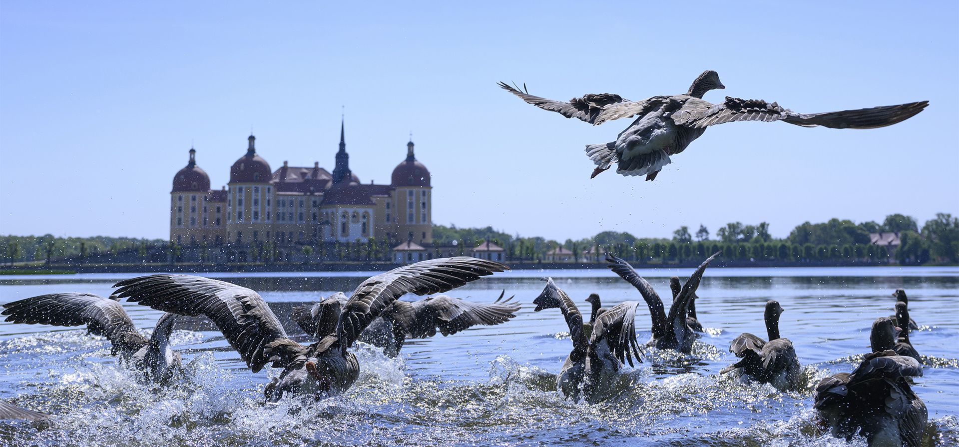 Gansos se posan en el estanque del castillo de Moritzburg frente al antiguo pabellón de caza de los Wettin en Moritzburg, Alemania, el martes 10 de mayo de 2022.