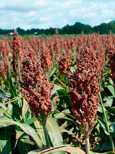 Entre Ríos: cuántos kilos de sorgo deben recolectar los productores para cubrir costos