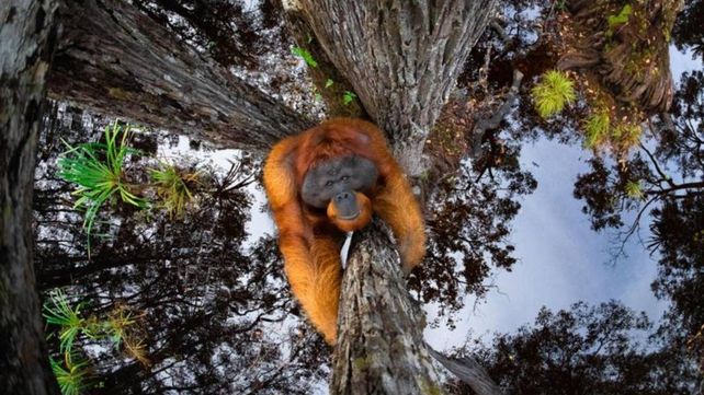 En la foto ganadora parece que el orangután estuviese trepando boca abajo.