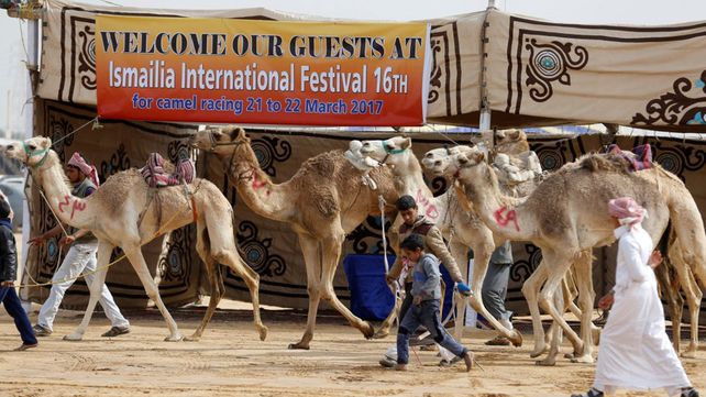 Carreras de camellos en el desierto de Egipto