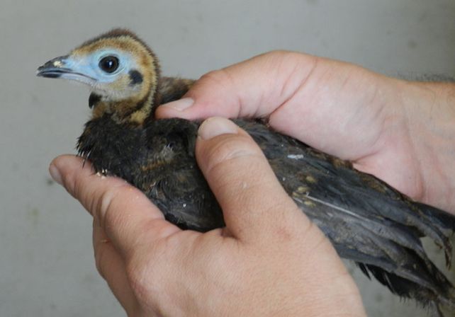 La Cuyuya se encuentra en la actualidad en los bosques húmedos