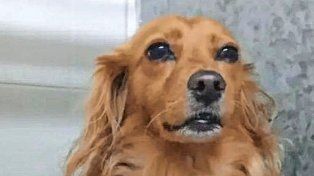 Bomberos Voluntarios de Paraná salvaron la vida de una perra que se ahogó en Nochebuena