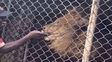 Video: un león le arrancó un dedo de la mano a un cuidador de un zoológico que lo molestaba