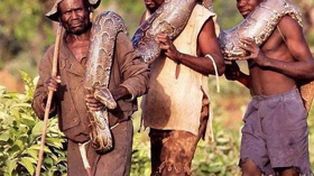 Esta vez s&iacute; fue noticia: un hombre mordi&oacute; a una pit&oacute;n en Kenia