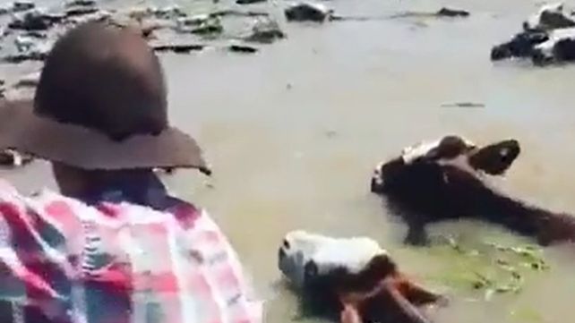 Con el agua al cuello: así trasladan el ganado debido a la crecida en Alejandra