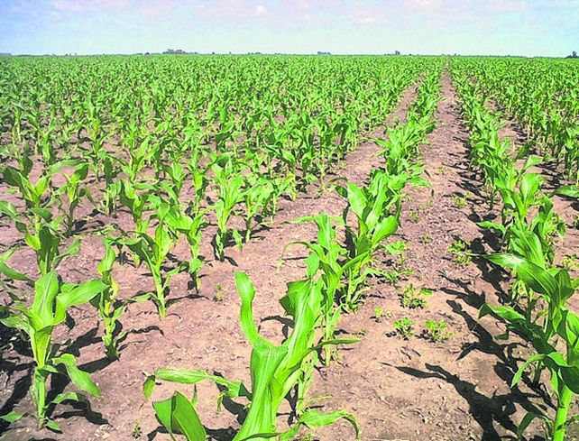 maíz. Estiman que habrá que cosechar maíces de 90 qq/ha para cubrir costos.