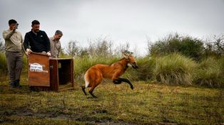 Nueva vida: liberaron al guará guazú rescatado en una casa abandona de Puerto General San Martín