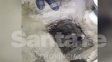 Hallaron un túnel de 70 centímetros en un baño del pabellón de alto perfil en la Unidad Penitenciaria de Piñero
