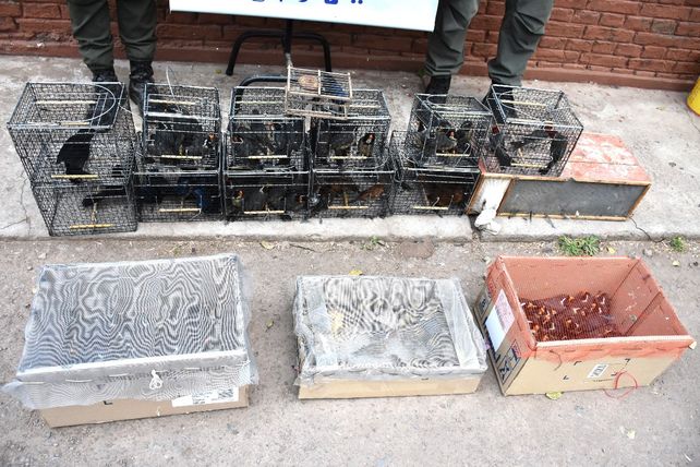 Parte de las 139 aves decomisadas por Gendarmería, en enero del 2023.