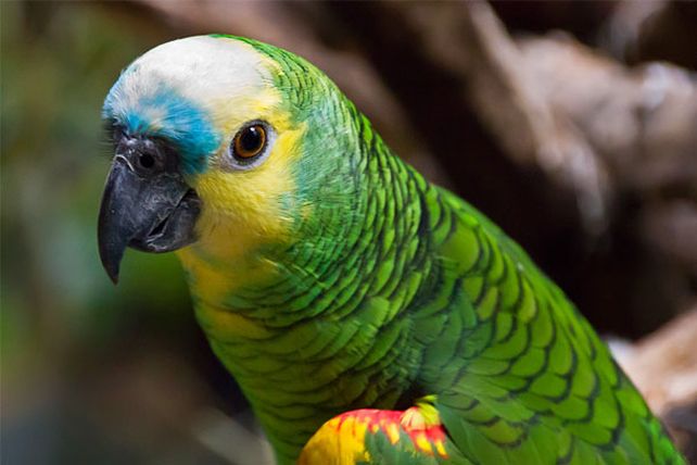 ¿Cuáles son los 10 animales más inteligentes del mundo?