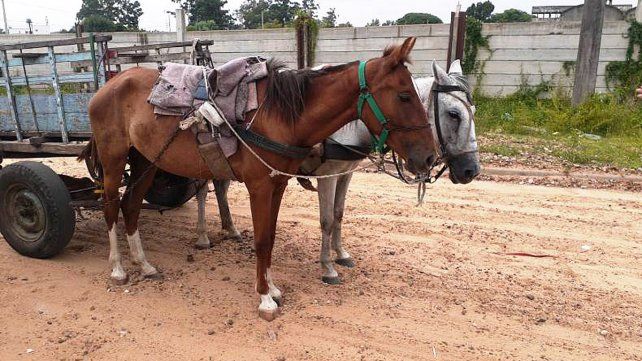 Los equinos fueron trasladados al Centro Ecuestre Municipal de Concordia para recibir atención veterinaria.