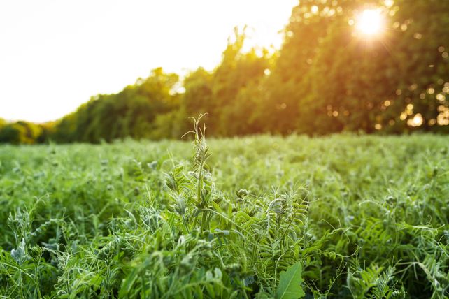 Sembrando cambio: asumir el desafío ecológico de la agricultura