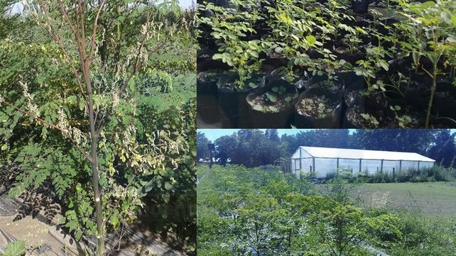 Fumigaron glifosato en un campo vecino y arruinaron una producción de moringa
