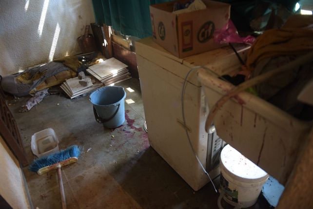 En el lavadero del departamento estaba durmiendo el gato de la casa