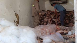 Decomisaron cerca de 3.000 sábalos en un operativo de control en Arroyo Seco
