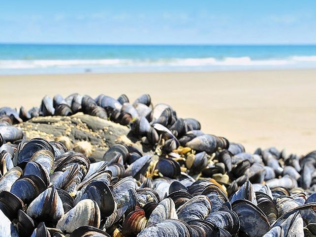 Una curita de mejillones que cierra heridas en 60 segundos