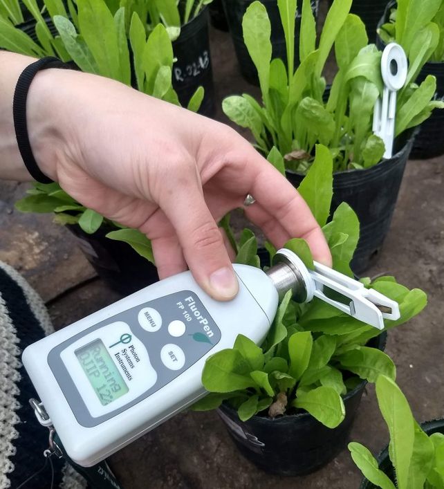 Las nanopartículas tienen diferentes efectos en las plantas e incluso pueden funcionar como fertilizantes.