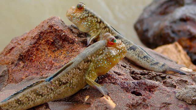 Misterioso monstruo submarino saca su cabeza fuera del barro y desaparece