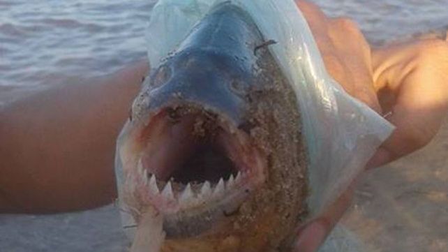 Ataque de palometas: instan a bañarse solo en zonas habilitadas