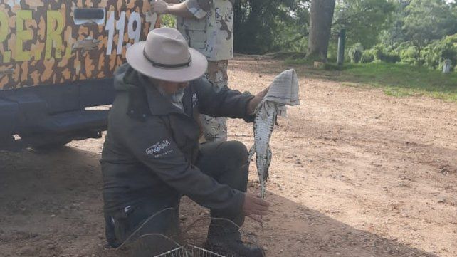 Una familia encontró un yacaré: lo liberaron en una reserva