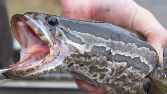 El pez cabeza de serpiente del norte es originario de Asia pero en 2002