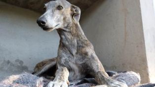 Consejos para cuidar a perros y gatos durante la cuarentena