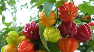 Extirpados. Así estudiamos libres del gusto del ñangapirí.&nbsp;