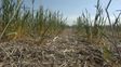 Las lluvias le dieron un poco de alivio a la producción agropecuaria