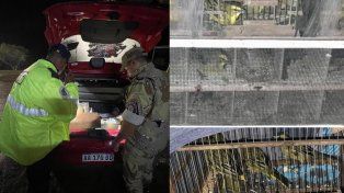 San Jaime de la Frontera: sorprendieron a un hombre con aves autóctonas