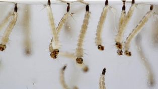 INTA presentó producto para combatir las larvas del aedes aegypti 