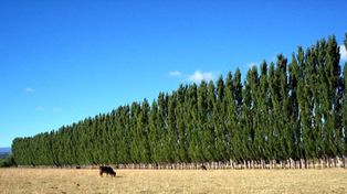 Aportes para la compra de árboles a productores del sur santafesino
