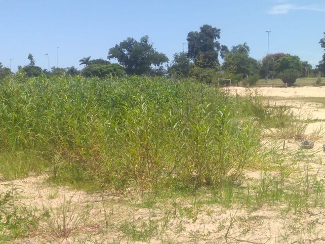 Altos pastos sobre la playa de los espigones.