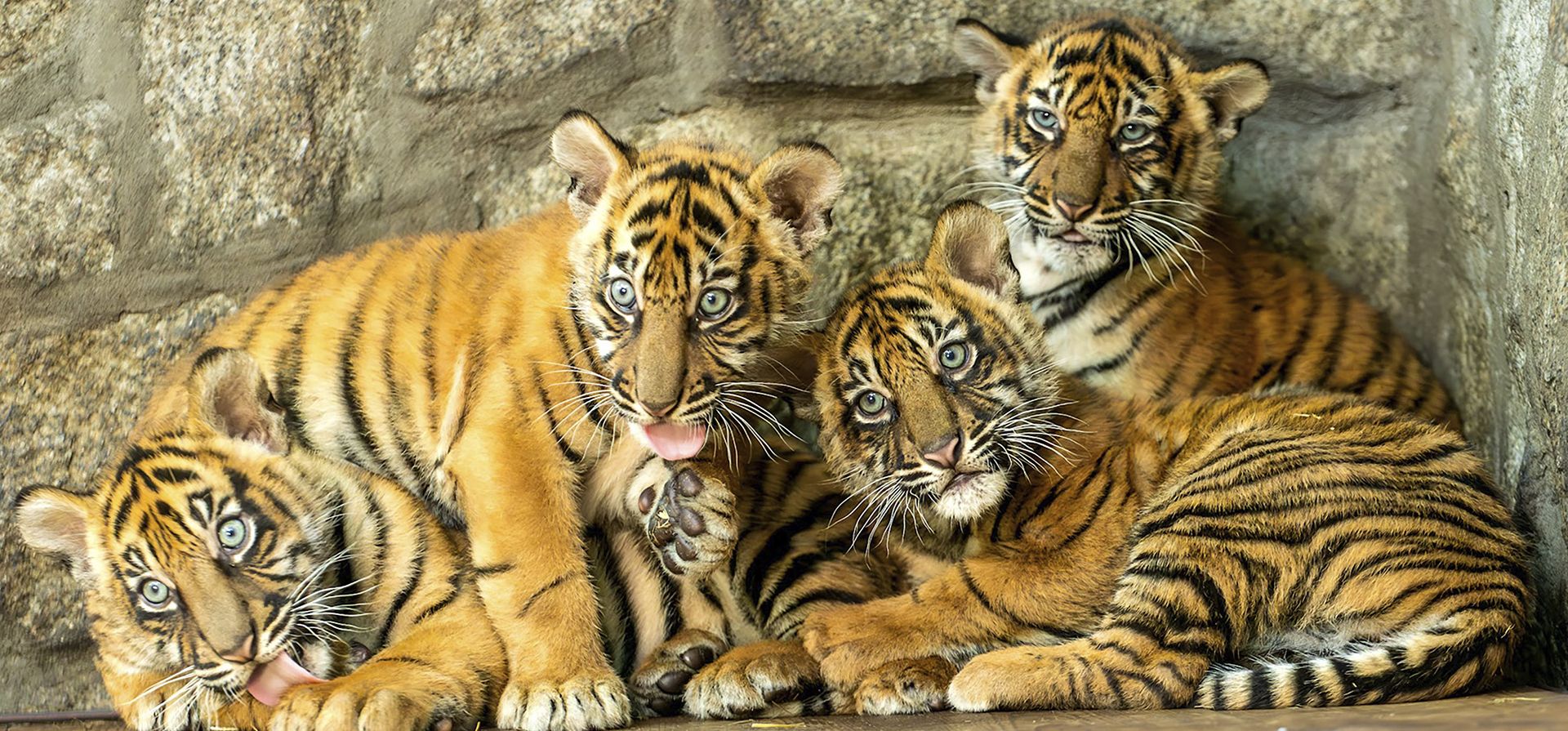 Imagen difundida por el zoológico de Wroclaw, de cuatro cachorros de tigre de Sumatra en el zoológico de Wroclaw, que está celebrando el nacimiento de estos depredadores en peligro crítico de extinción, en Wrocaw, Polonia, el jueves 17 de octubre de 2024. (ZOO Wrocaw vía AP) Imagen difundida por el zoológico de Wroclaw, de cuatro cachorros de tigre de Sumatra en el zoológico de Wroclaw, que está celebrando el nacimiento de estos depredadores en peligro crítico de extinción, en Wrocaw, Polonia, el jueves 17 de octubre de 2024. (ZOO Wrocaw vía AP)