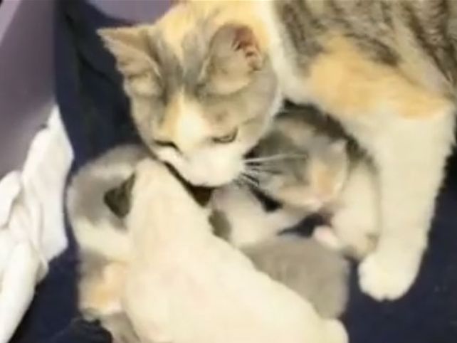 Una gata cuida a un pitbull como a uno de sus cachorros