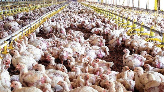 La producción aviar y de nuez pecán podrán ingresar a China.&nbsp;