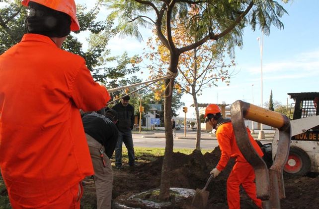 Comenzó la preservación de árboles del Parque Alberdi