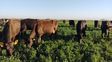 La genética le abre las puertas a otras razas lecheras