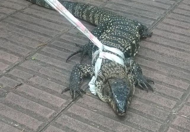 Un lagarto gigante entró a un geriátrico y se metió abajo de una cama