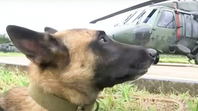Buscan a Wilson el perro que fue clave para encontrara a los niños