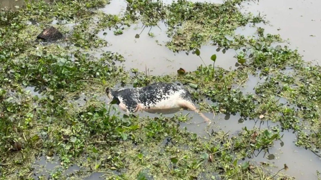Trabajadores del Puerto de Santa Fe encontraron una vaca muerta flotando en el agua. El animal fue hallado el martes 28 de julio de 2026 en el Dique 1.
