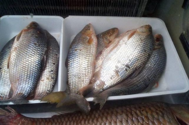 Los sábalos investigados se obtuvieron en cinco puntos del río Salado