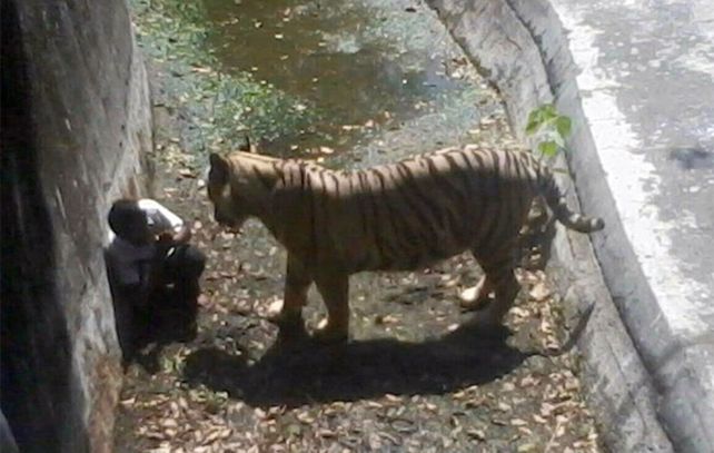 Un estudiante murió al caer en las garras de un tigre blanco en un zoológico de India